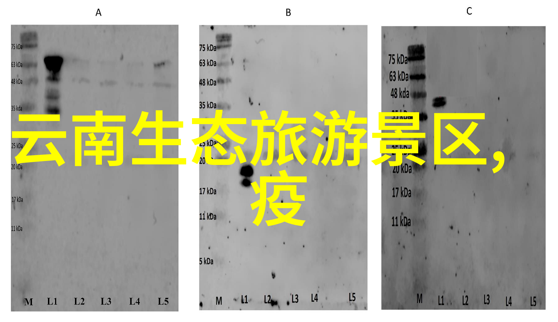 污水处理专家深度探究专门拉污水公司的技术与管理实践