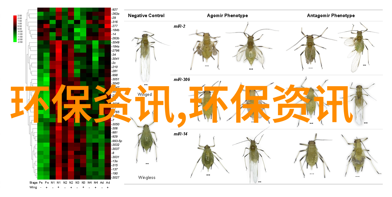 探秘日本野花之美免费视频带你领略自然的艺术