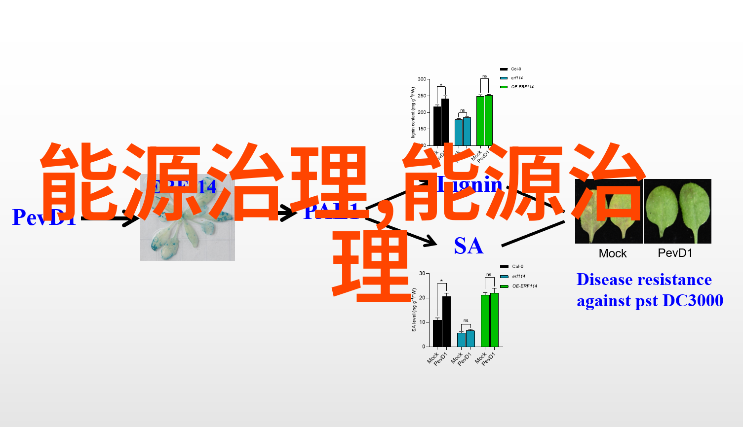 掌心的太阳