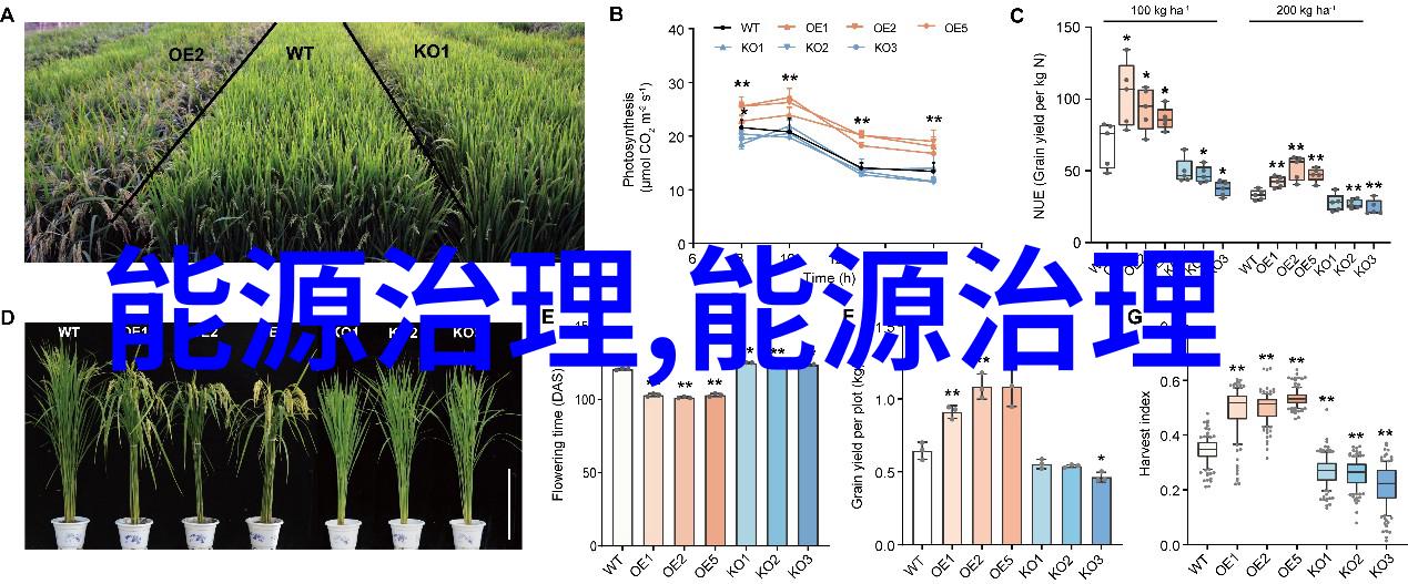 绿色消费的智慧选择环保产品购买指南