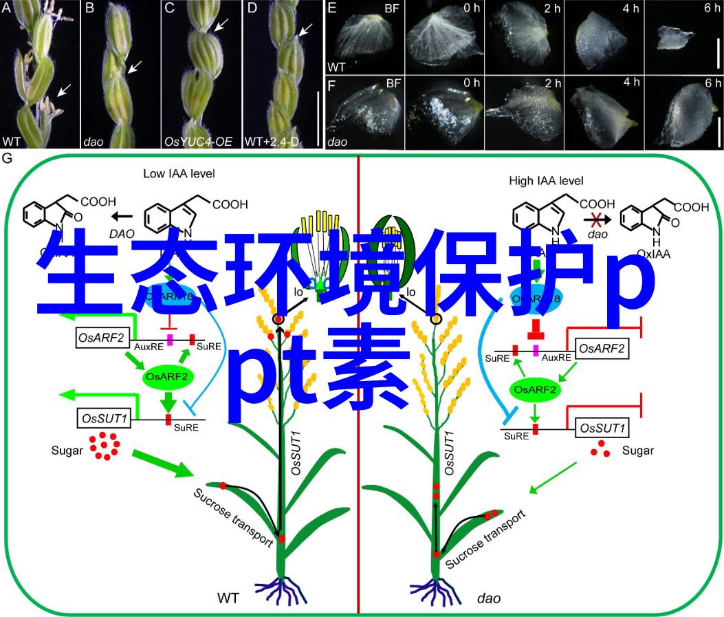 水污染的三大面貌水体黑化河流死区海洋塑料垃圾