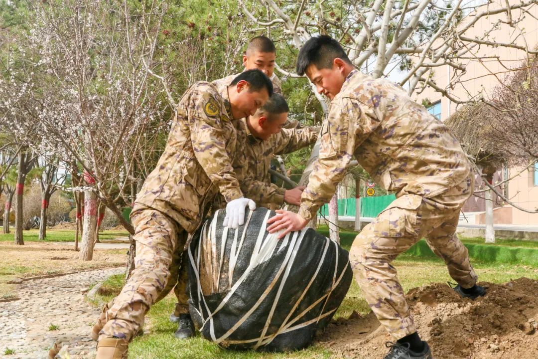 植树_植树还是植树作文_植树问题